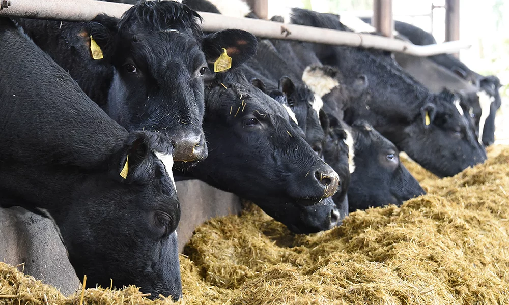 Silage and other feedstuffs: What you need to know in 2021