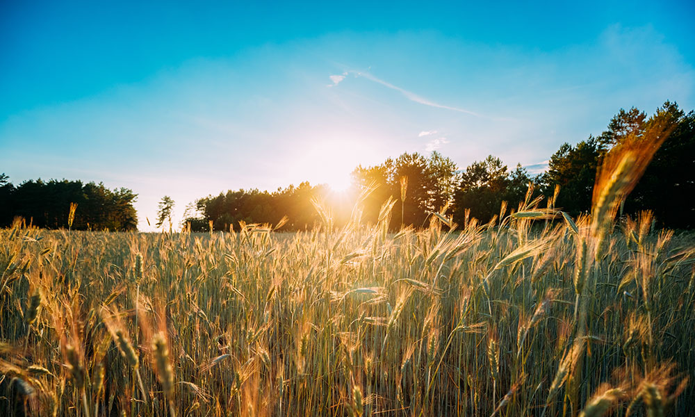 How can agricultural contracting help boost productivity this summer ...