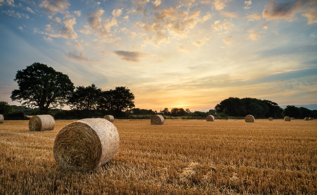hay bales in wheat field