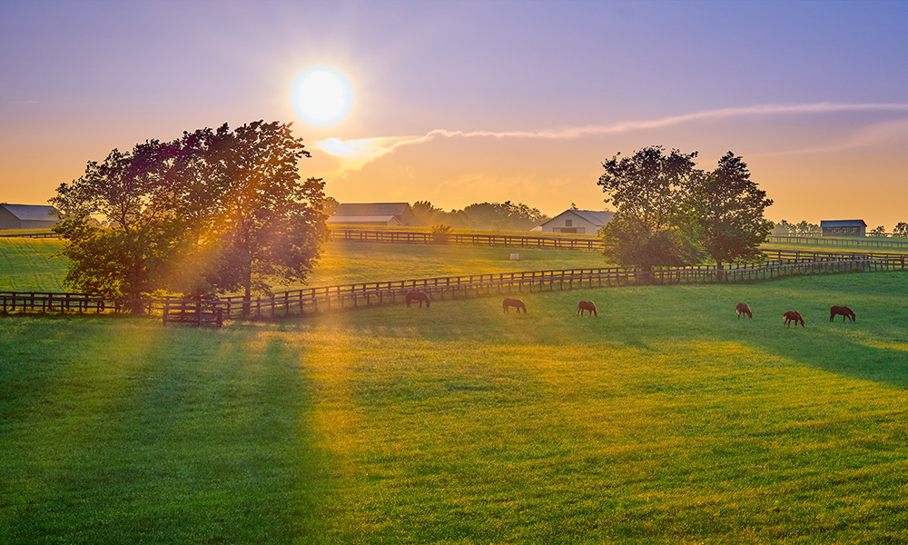 summer farm with horses in field