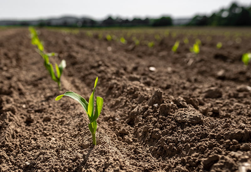 Seedling growing in a field